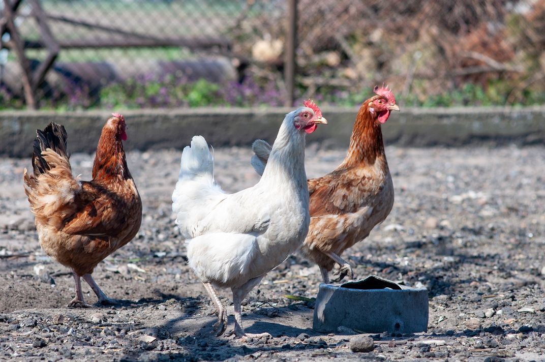 Three chickens walking