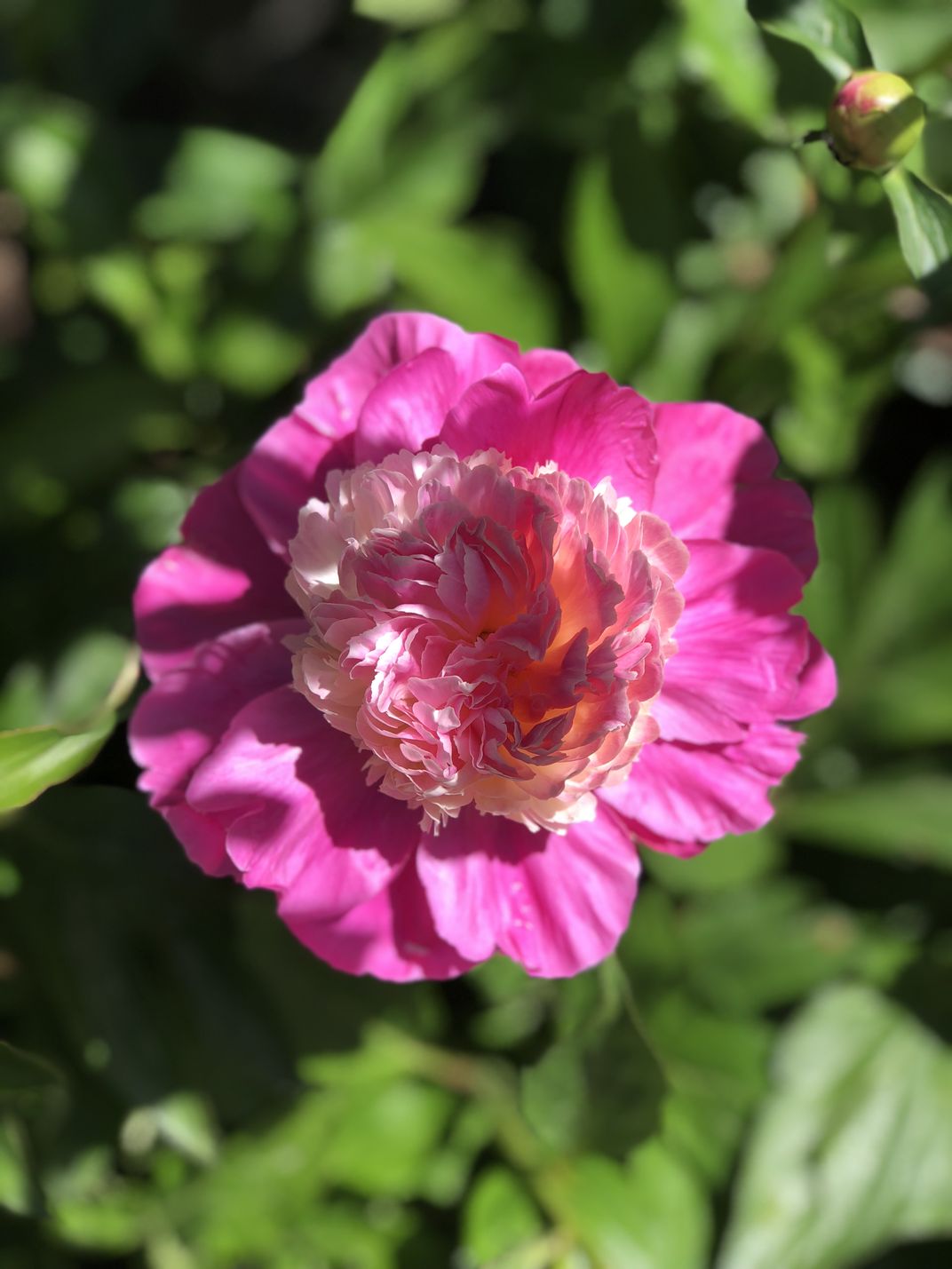 Peonies - Denver botanic gardens | Smithsonian Photo Contest