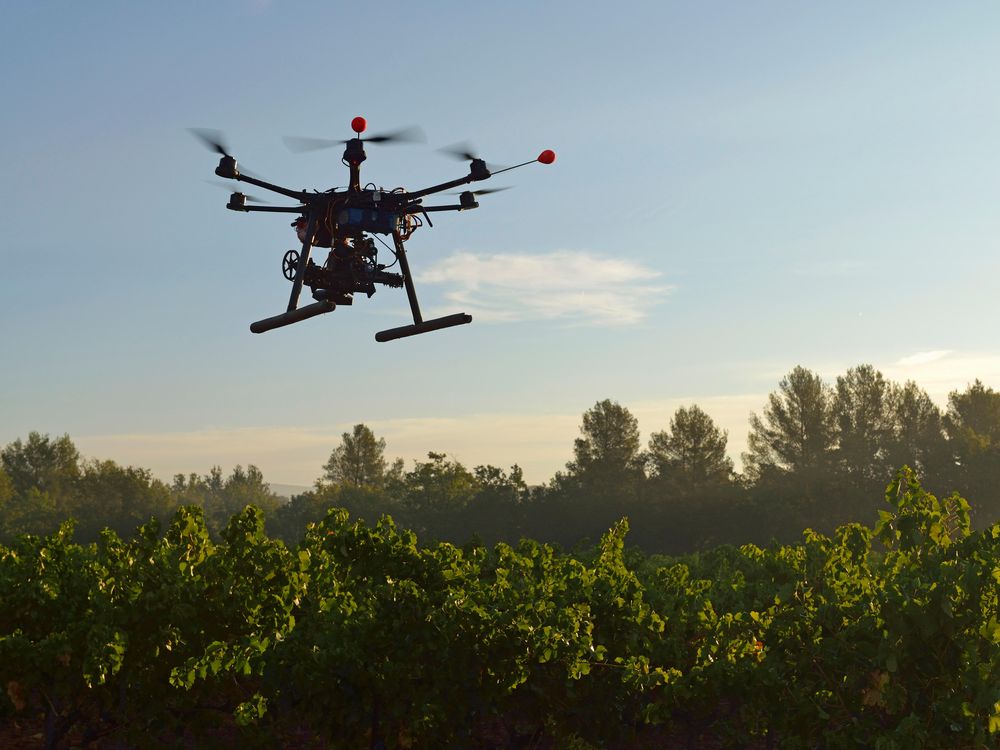 Drone in Vinyard