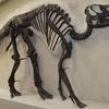 Rare ‘Mummified Dinosaur’ Formed in an Unexpected Way icon