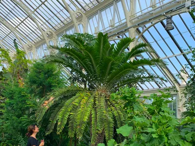 Project leader Laura Cinti visited the Wood&#39;s cycad at&nbsp;Royal Botanic Gardens, Kew, in London.