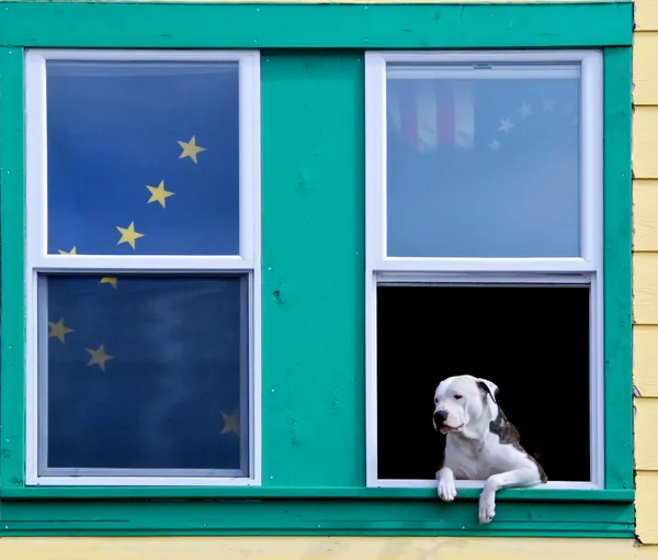 Dog watching tourists on street in Ketchikan, Alaska thumbnail