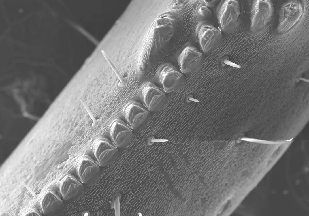 Scorpions Are So Metal—Literally. New Images Reveal Patterns in How Their Weaponry Is Fortified With Iron, Zinc and Manganese