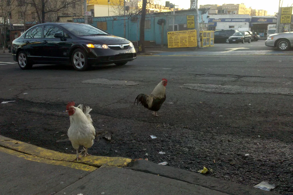City Chickens
