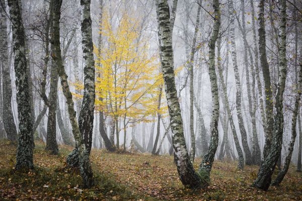 Silver birch woodland. thumbnail