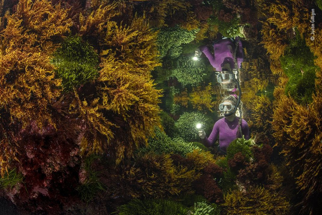 Image of woman in purple wetsuit surrounded by kelp underwater