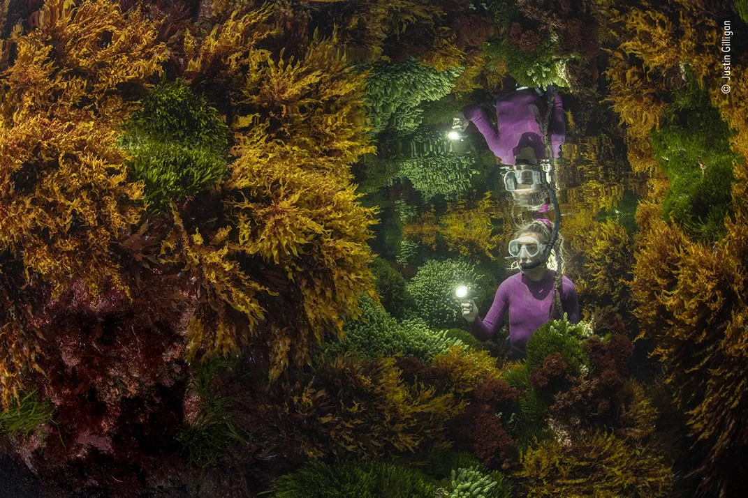 Image of woman in purple wetsuit surrounded by kelp underwater