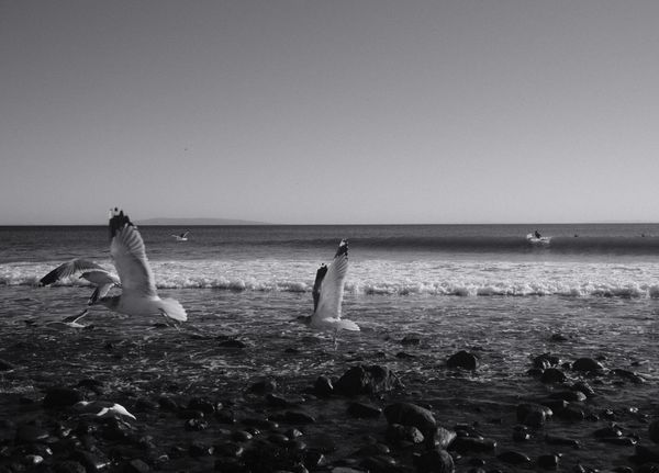 Topanga Beach Seagulls thumbnail