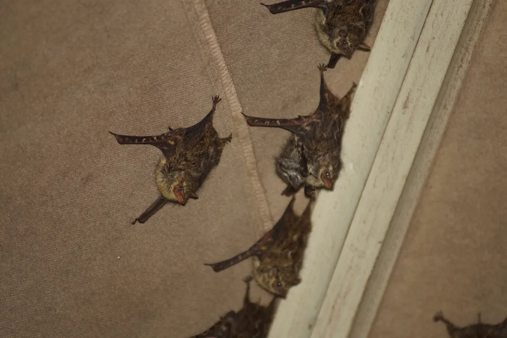 proboscis bats roosting under the soft roof of a pavilion