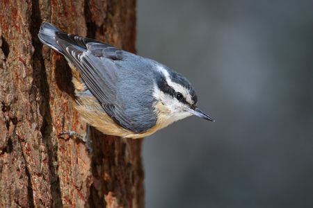 The red-breasted nuthatch eavesdrops on chickadee conversations to get advanced notice of predators like pygmy owls. 