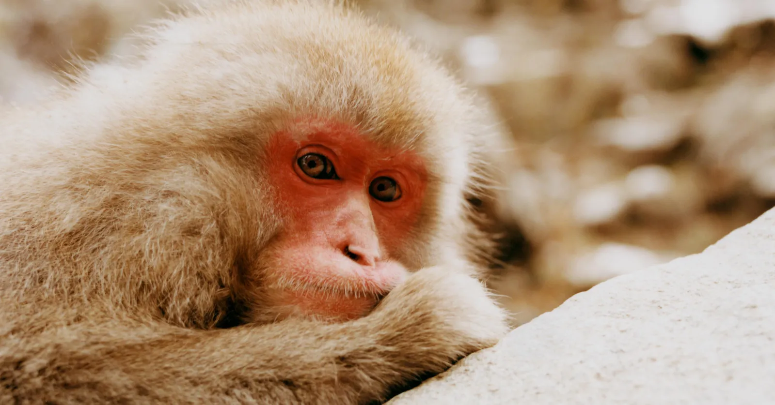 What Japan's Wild Snow Monkeys Can Teach Us About Animal Culture