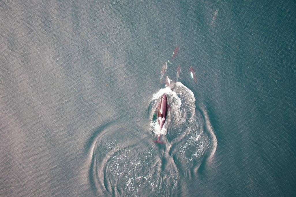 aerial view of orca and dolphins