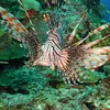 A lionfish with elongated spines and red and white stripes swims through a reef.
