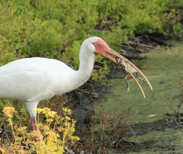 White Ibis with Frog thumbnail