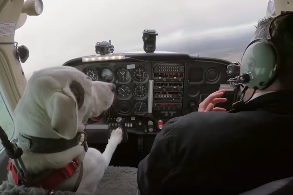 Dogs might fly.png