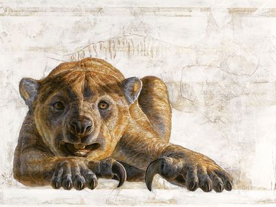 The marsupial lion (Thylacoleo carnifex) stalked Australian forests tens of thousands of years ago.  
