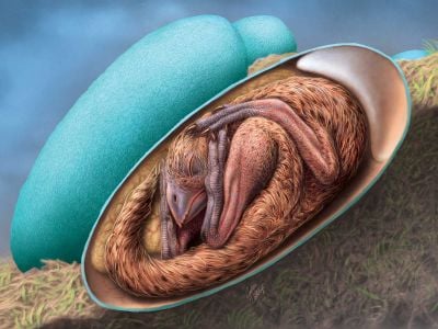 An artist’s reconstruction of a baby oviraptorid curled up inside its egg