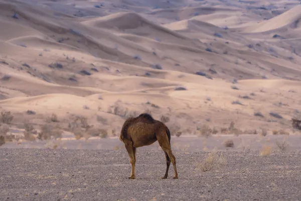 Untitled (49) thumbnail