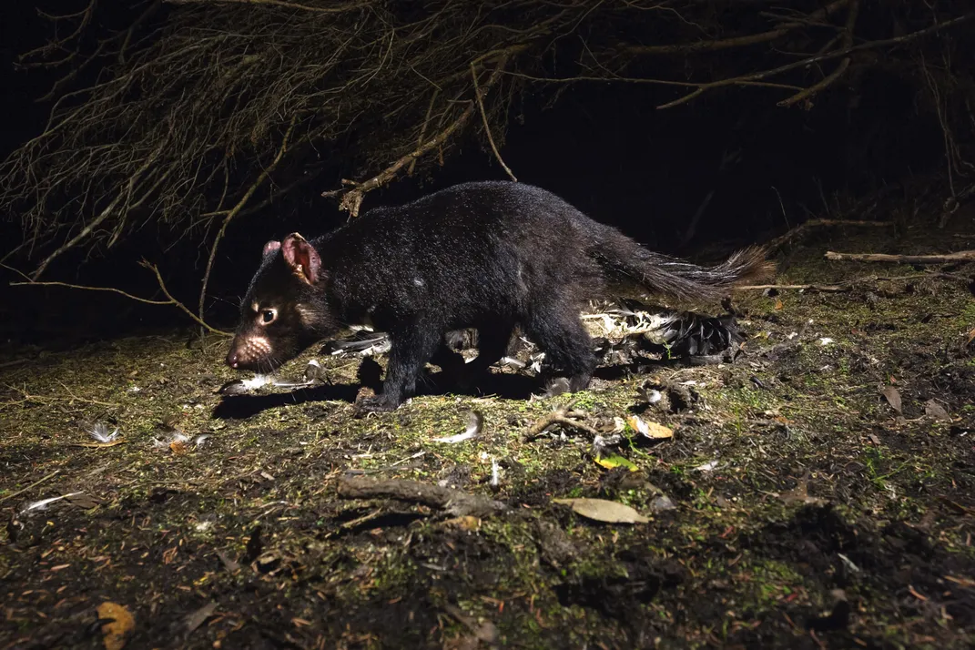 a wild Tasmanian devil