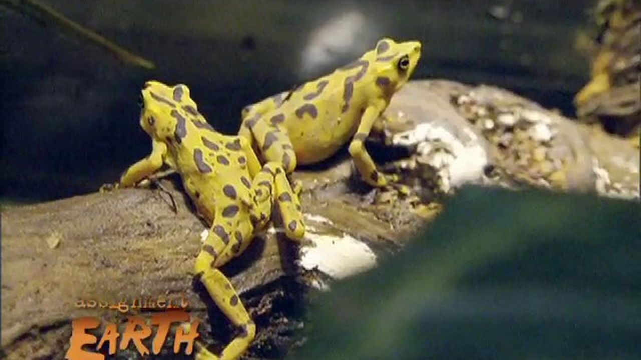 Preview thumbnail for Saving Amphibians From Deadly Fungus