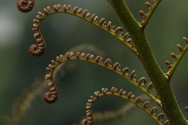 Unfurling fern thumbnail