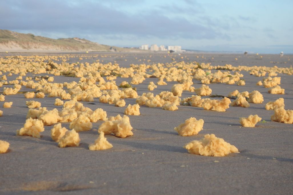 sponges