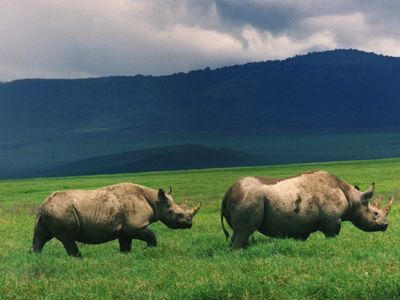Eight of 11 black rhinos translocated from Nairobi to Tsavo East National Park died after failing to adapt to the sanctuary's saltier water
