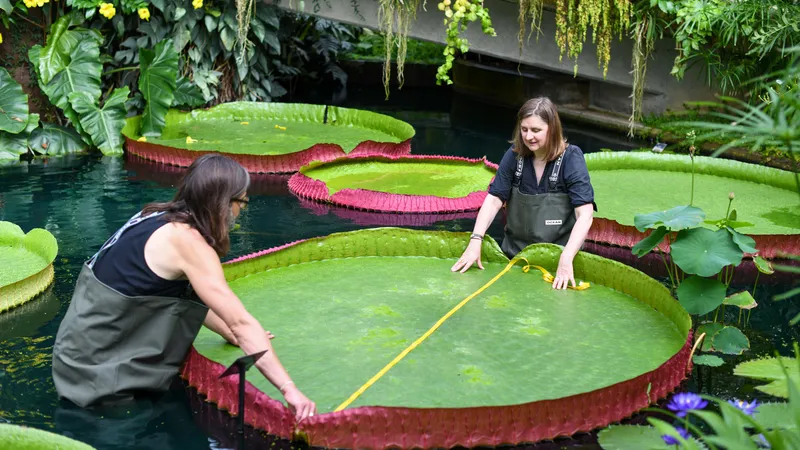 New Species of Giant Waterlily Is the Largest in the World, Smart News
