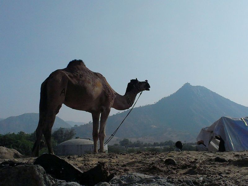 Ship of the Desert | Smithsonian Photo Contest | Smithsonian Magazine