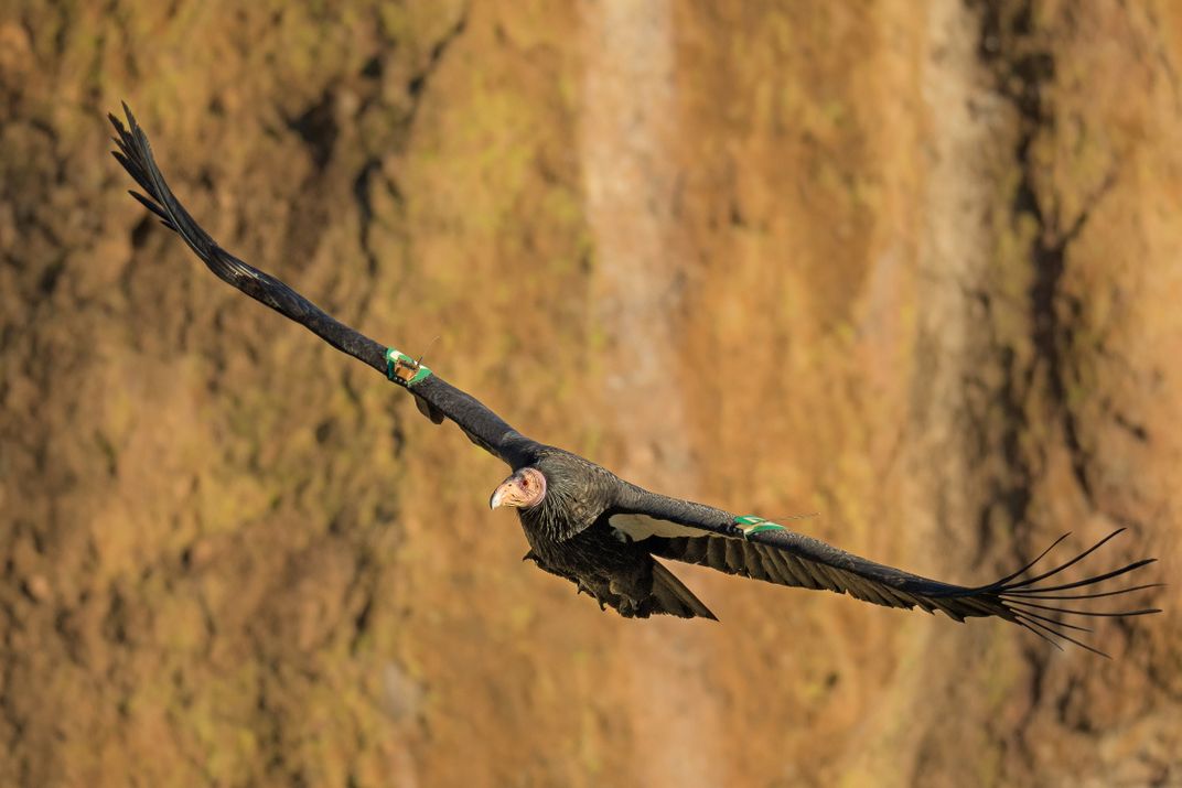 California condor