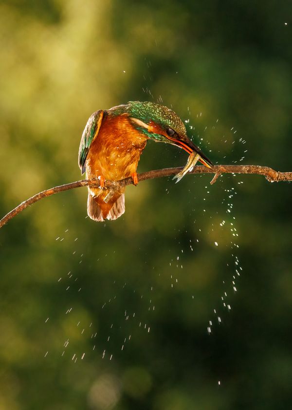 Kingfisher thumbnail