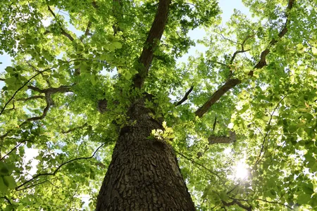 Hog Island Oak Tree 5_Credit John Parker_med-res.jpg