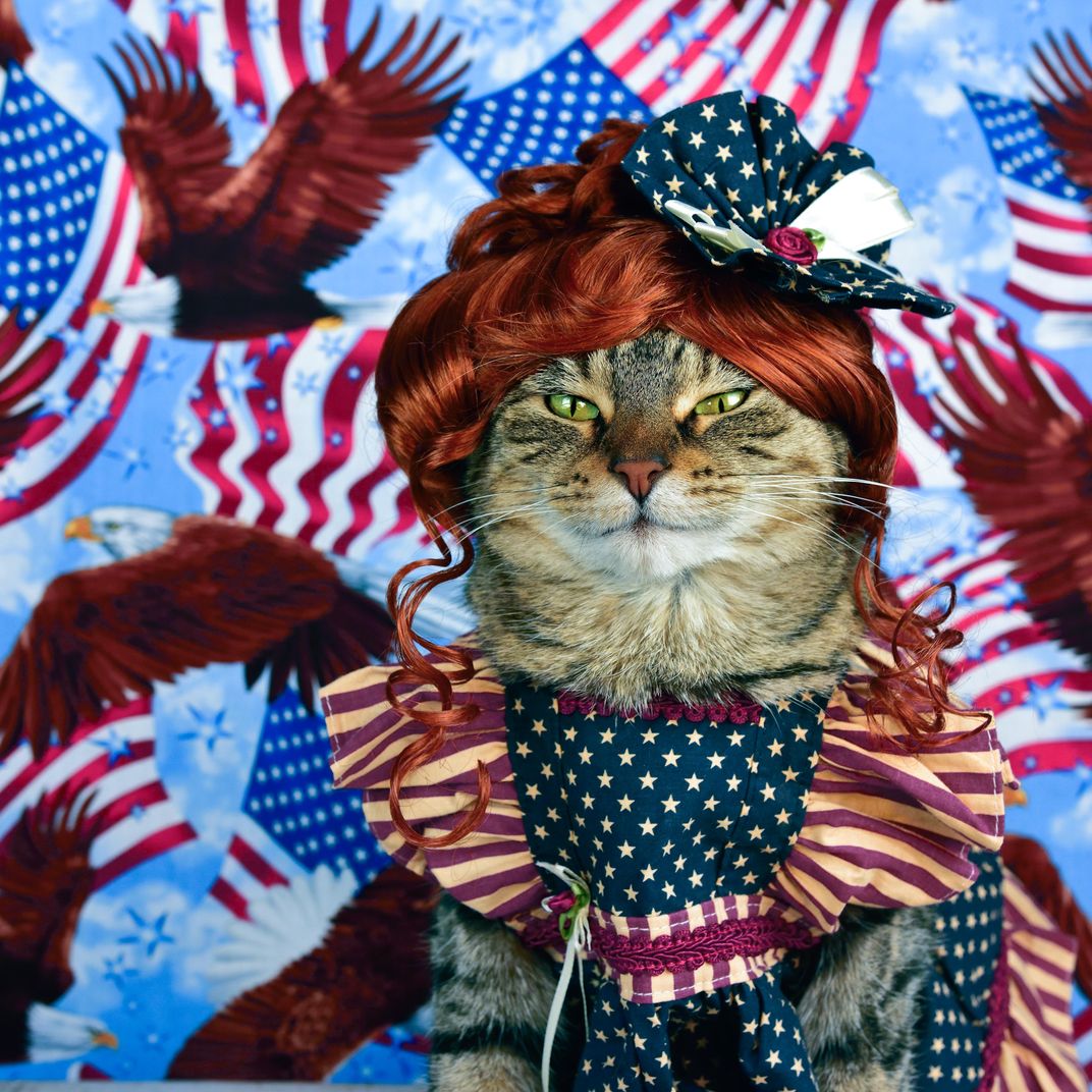 Patriotic cat