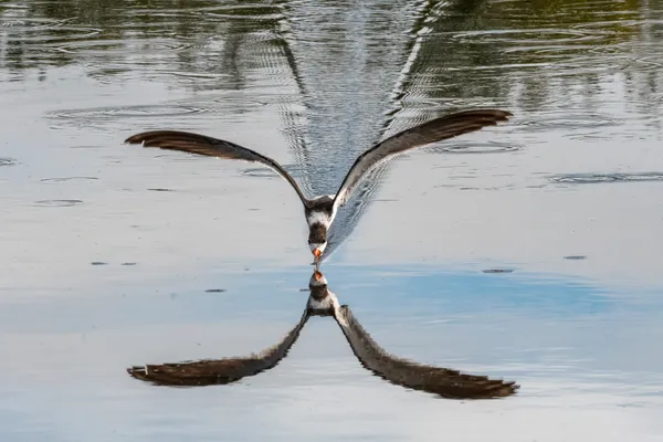 Black Skimmer breakfast flight approach. thumbnail