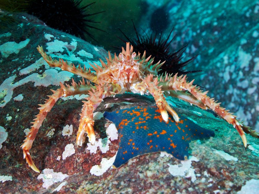 King Crab