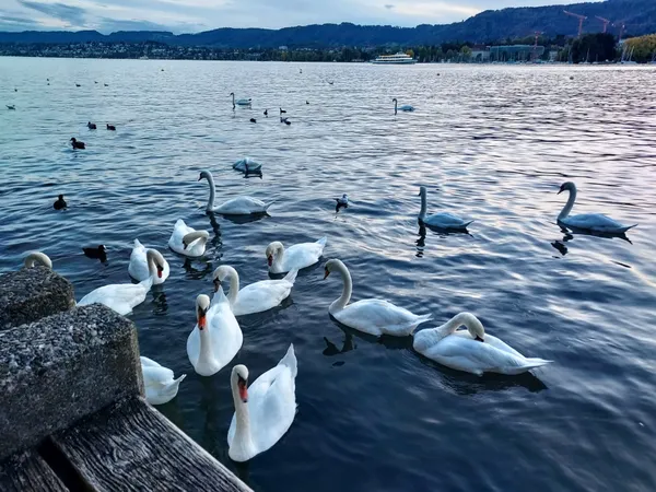 Swans at the Lake Zurich thumbnail