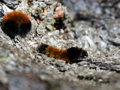 The woolly arctic moth caterpillar produces alcohols that allow it to avoid freezing at temperatures reaching -70 degrees F.