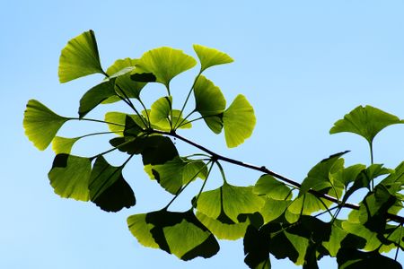 Ginkgo trees, which produce characteristic fan-shaped leaves, can live for thousands of years.