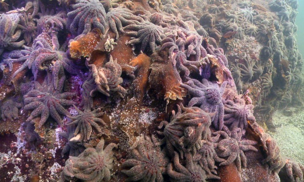 Sunflower Sea Stars