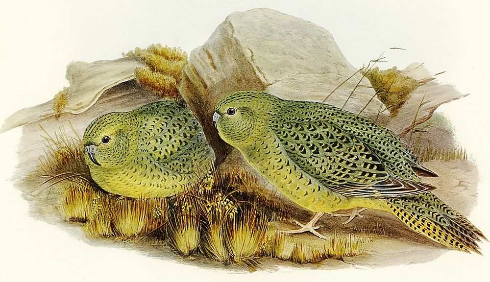 illustration of night parrots