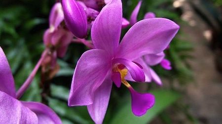 The Natural History Museum celebrates orchids from Latin America on Saturday in its “Orchids of Latin America Family Day”