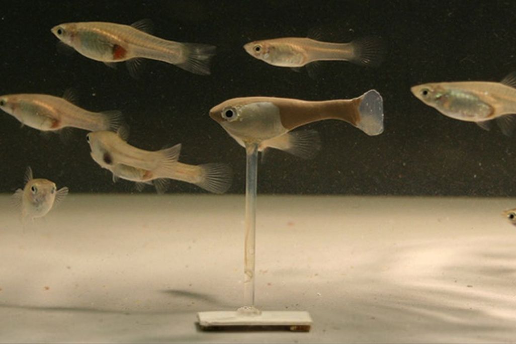 robofish.jpeg
