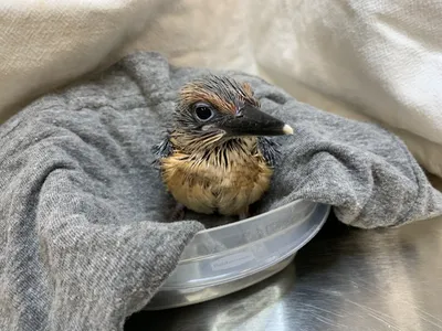 Animu and Giha’s male Guam kingfisher chick at 23 days old.