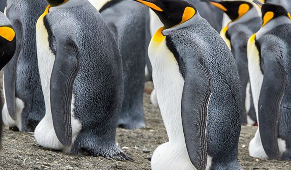 Several grey, white and orange king penguins perch on top of their eggs, which are snuggly sheltered under a flap of their flabby skin between their feet.