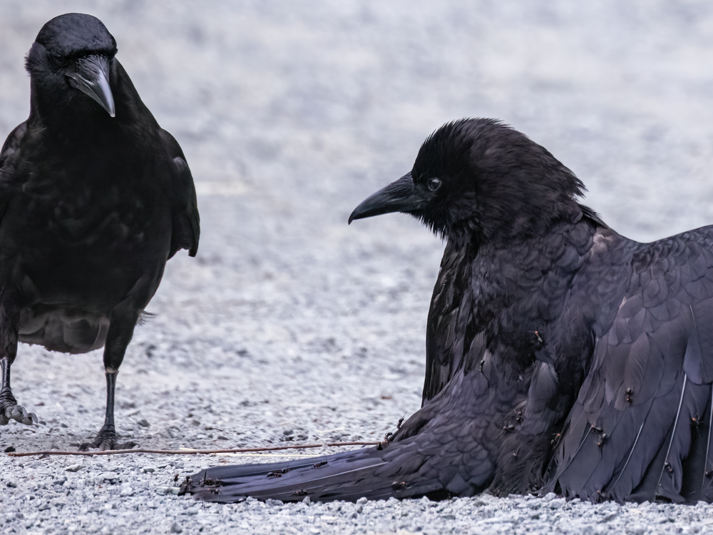 One crow looks on from the left side of the image as another crow squats to the ground, wings outstretched like a cloak as dozens of ants climb its feathers