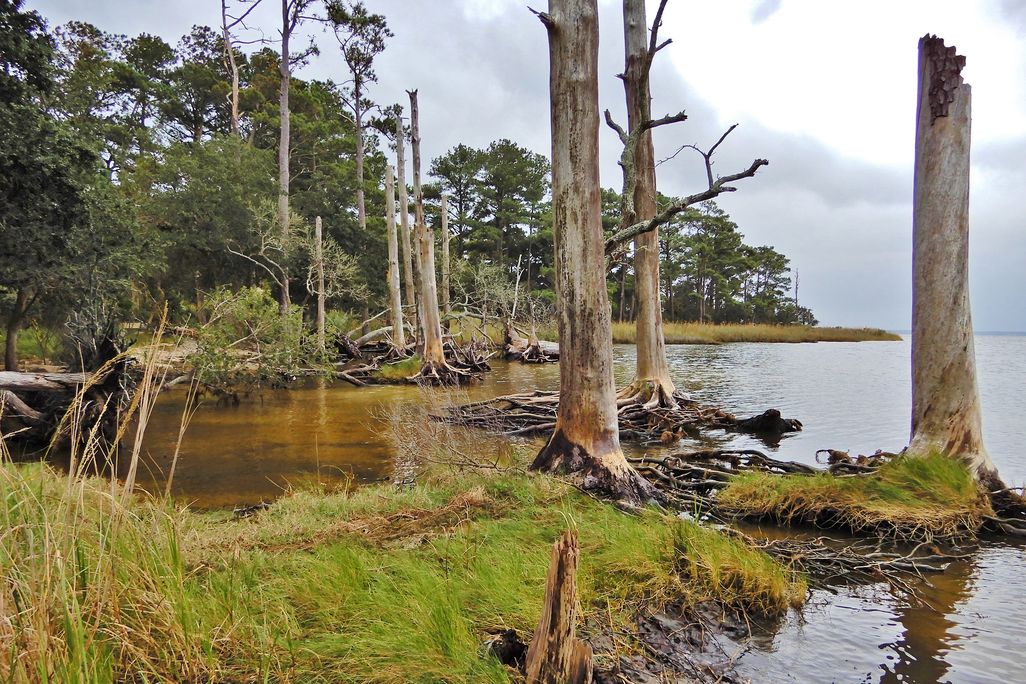 A photo of a ghost forest landscape. The photo shows dead trees lined up near the edge of water. 