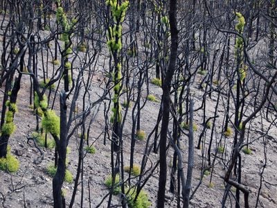 Eucalyptus trees sprout "emergency foliage" after a wildfire while their leaves regrow. 