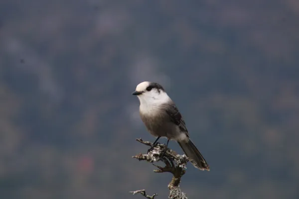 Gray Jay, Gray Day thumbnail