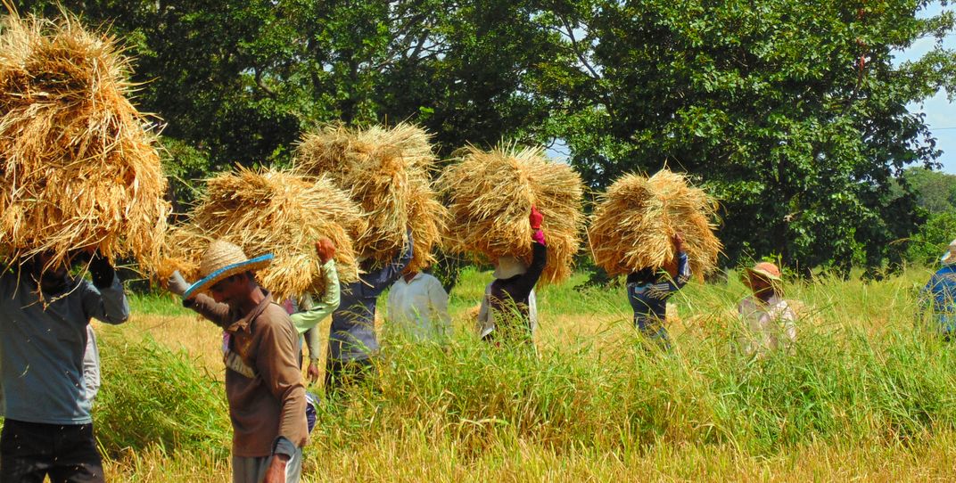 Farmers And Paddies Smithsonian Photo Contest Smithsonian Magazine