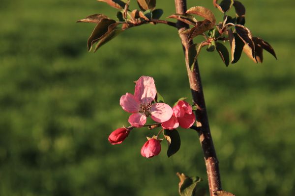 apple-tree in blossom thumbnail